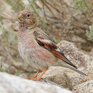 Mongolian Finch